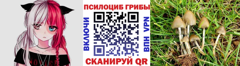 как найти наркотики  shop телеграм  Галлюциногенные грибы Magic Shrooms  Находка 